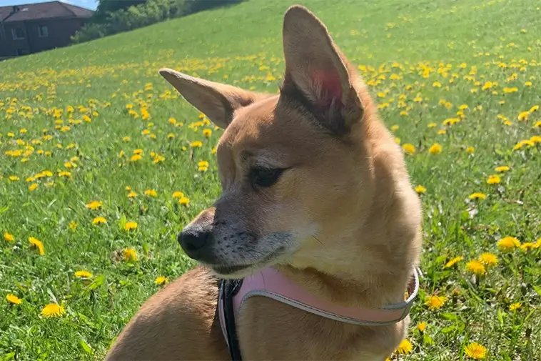 Lös hund attackerade familjehund – Bob gick inte att rädda