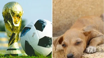Marocko anklagas för att rensa bort gatuhundar inför fotbolls-VM 2030