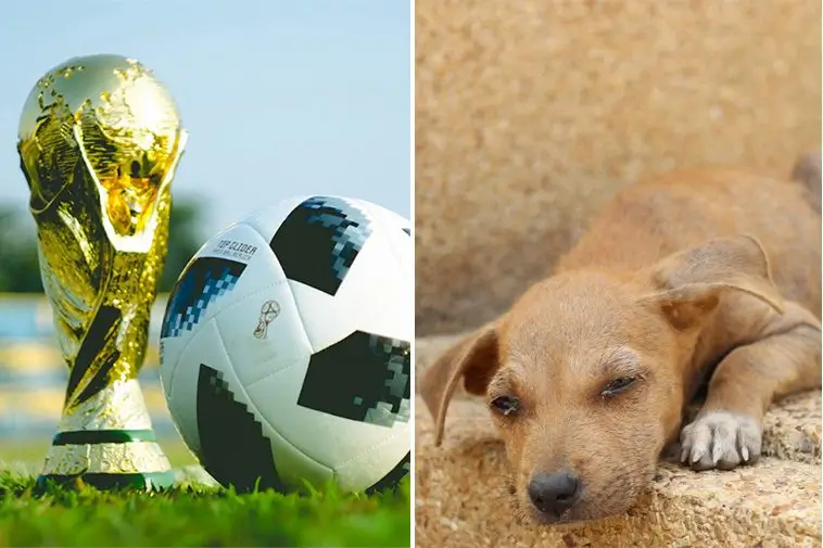 Marocko anklagas för att rensa bort gatuhundar inför fotbolls-VM 2030