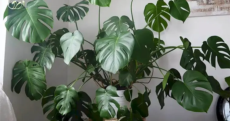 15 vanliga växter i Sverige som är giftiga för hundar: Monstera