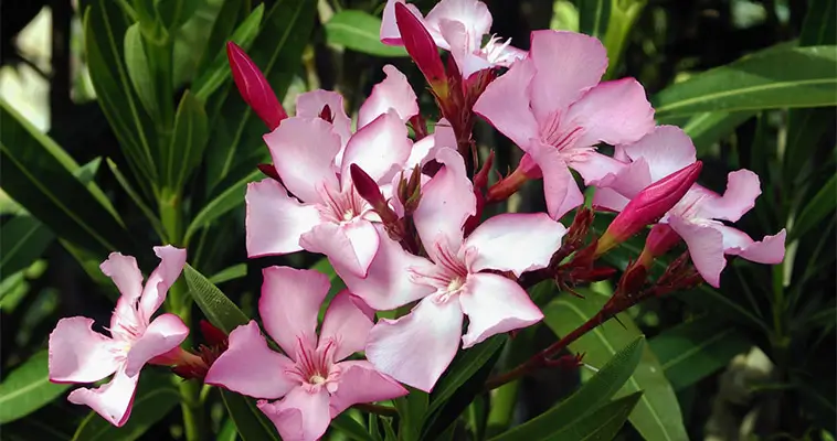 15 vanliga växter i Sverige som är giftiga för hundar: Oleander