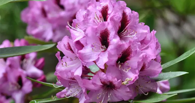 15 vanliga växter i Sverige som är giftiga för hundar: Rhododendron