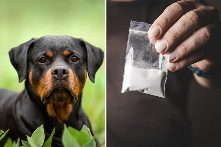 Prisbelönt Rottweiler testade positivt för kokain – ägaren i chock