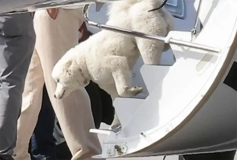 Taylor Swift och Travis Kelce uppges ha skaffat hund
