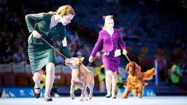 World Dog Show slog rekord – över 31 000 anmälningar