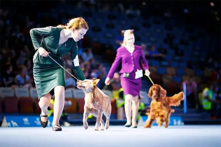 World Dog Show slog rekord – över 31 000 anmälningar