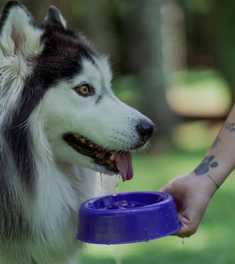 Veterinären tipsar: En enkel ingrediens kan få hunden att dricka mer i värmen