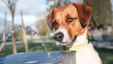 Veterinären tipsar: En enkel ingrediens kan få hunden att dricka mer i värmen
