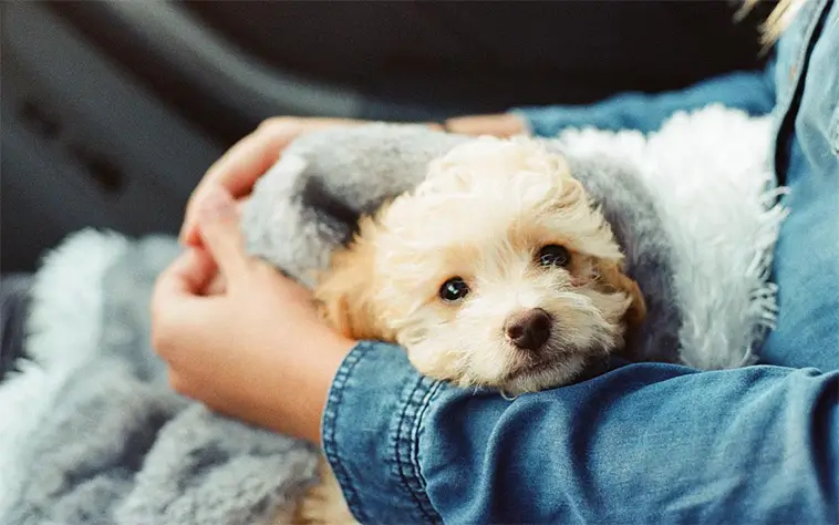 Fler väljer hund med hjärtat än med huvudet – ny undersökning väcker frågor