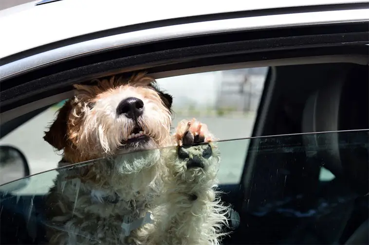 Hund i varm bil? Så ska du agera – och då får du krossa rutan