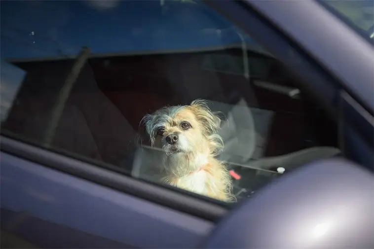 Hund i varm bil? Så ska du agera – och då får du krossa rutan