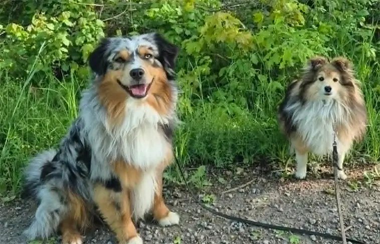 Hundarna Koda och Karat fick en egen barnbok