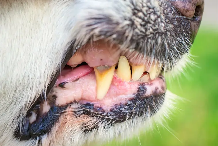 Hundägare åtalas efter svår hundattack mot flicka