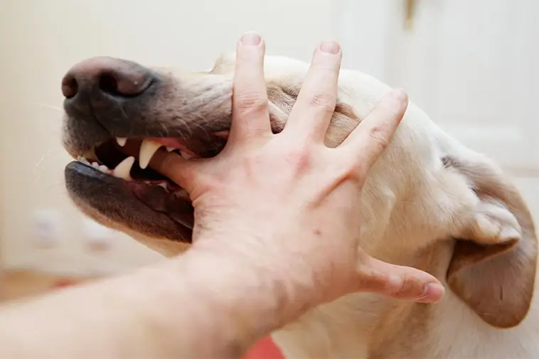 Flicka biten i ansiktet – hundbetten ökar i Sverige