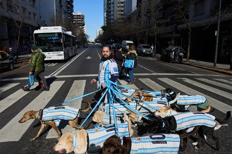 Hundflocken har blivit VM-succé – promenerar genom staden i Argentinas färger