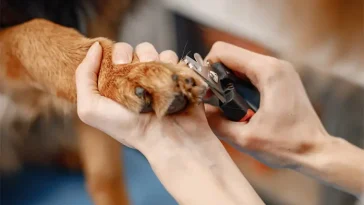 Hur ofta behöver man klippa hundens klor? Veterinärens råd