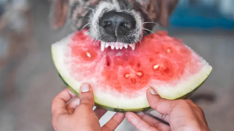 Kan hundar äta melonskal? Det här bör du veta