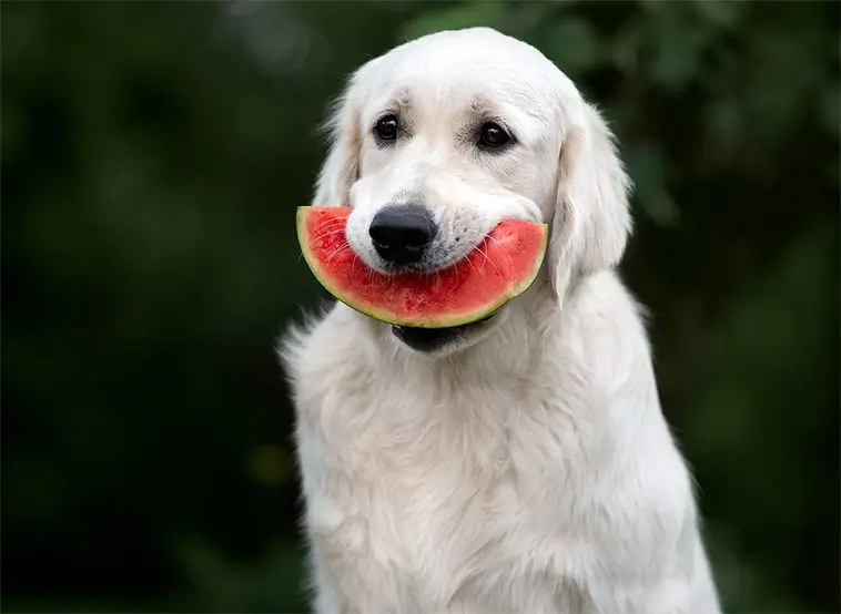 Kan hundar äta melonskal? Det här bör du veta