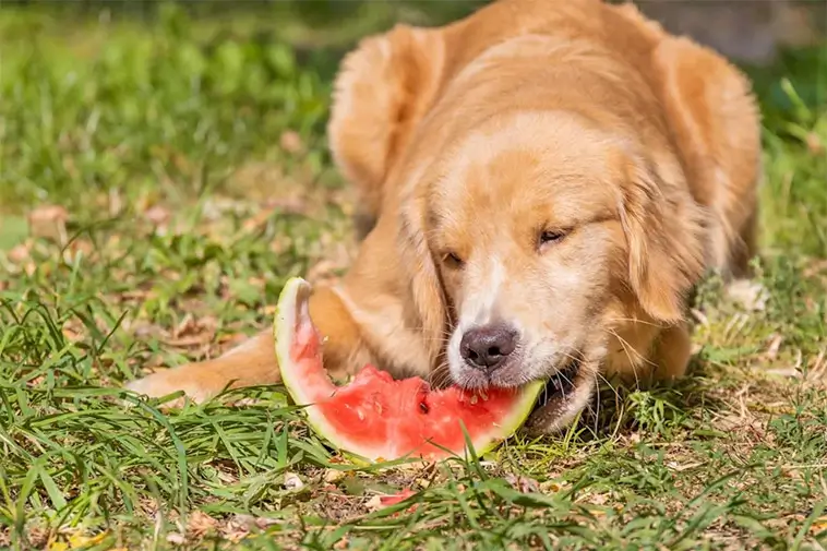 Kan hundar äta melonskal? Det här bör du veta