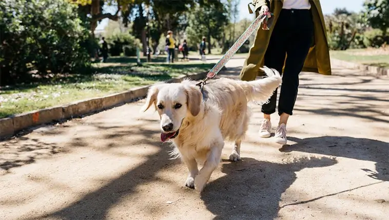 Kastrering av hund: För- och nackdelar du bör känna till