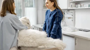 Kastrering av hund: För- och nackdelar du bör känna till