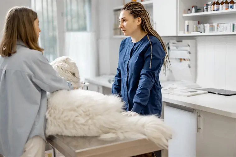 Kastrering av hund: För- och nackdelar du bör känna till