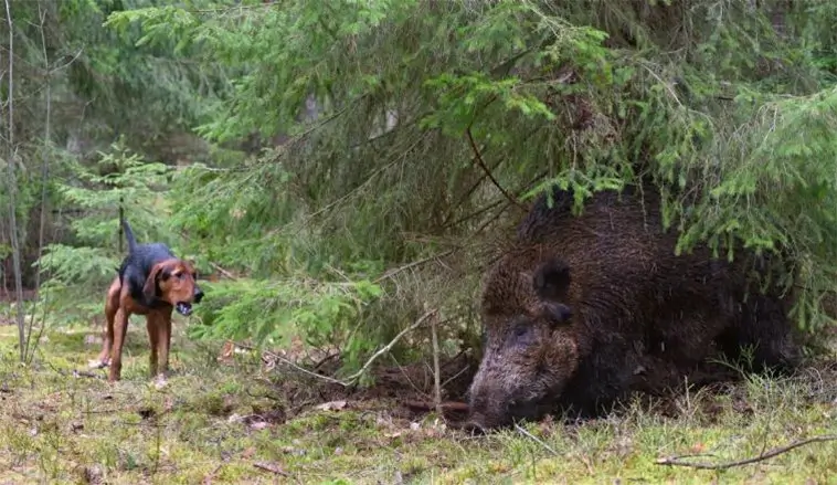 Naturvårdsverket vill skjuta upp jakt med vildsvinshundar