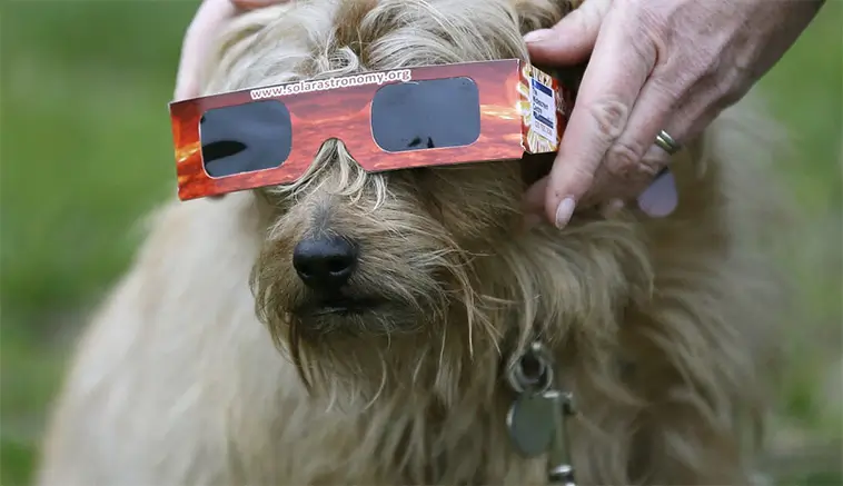 Veterinärens råd: Så skyddar du hunden under kommande solförmörkelse