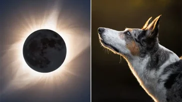 Veterinärens råd: Så skyddar du hunden under kommande solförmörkelse