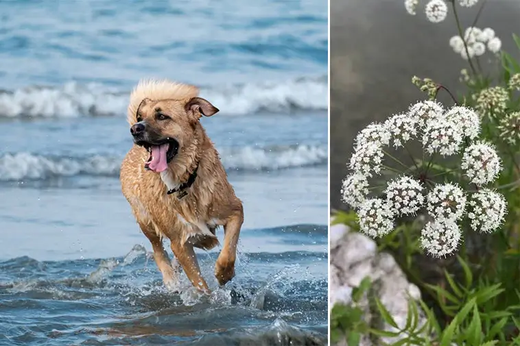 Extremt giftiga växten hittad vid badplats – kan vara livsfarlig för hundar