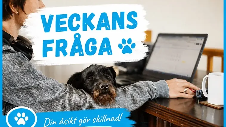 Ny veckans fråga: Skulle hunden påverka vilket jobb du väljer?