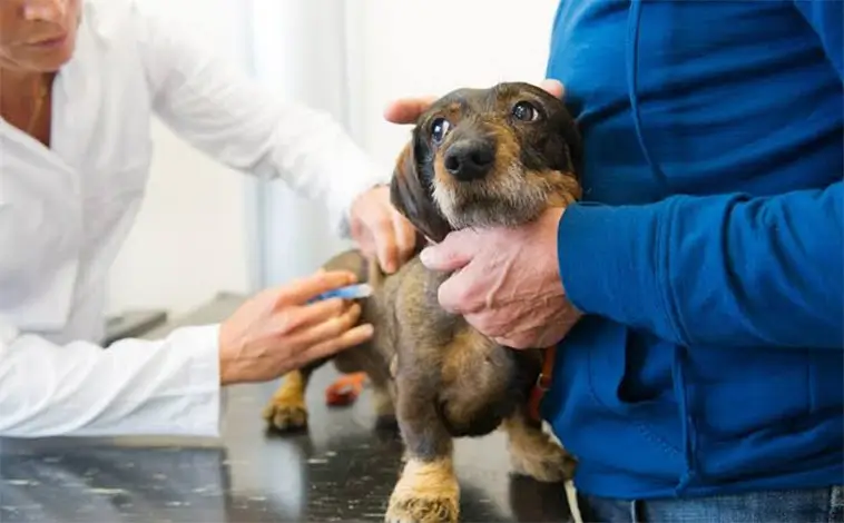 Veterinärpriserna fortsätter stiga – branschen försvarar höjningarna