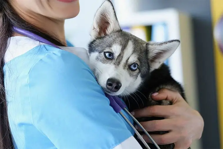 Veterinärpriserna fortsätter stiga – branschen försvarar höjningarna