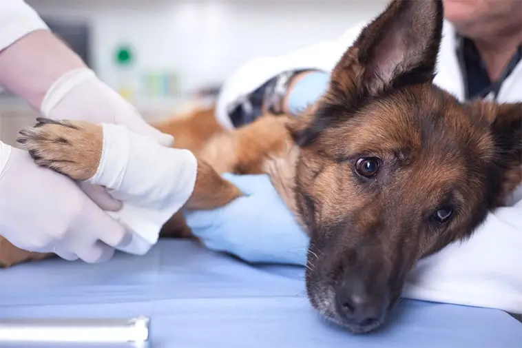Veterinärpriserna fortsätter stiga – branschen försvarar höjningarna