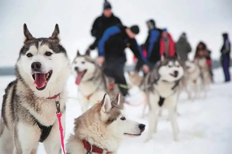 Här är de 10 populäraste hundraserna i Luleå