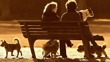 Här är de 10 populäraste hundraserna i Malmö