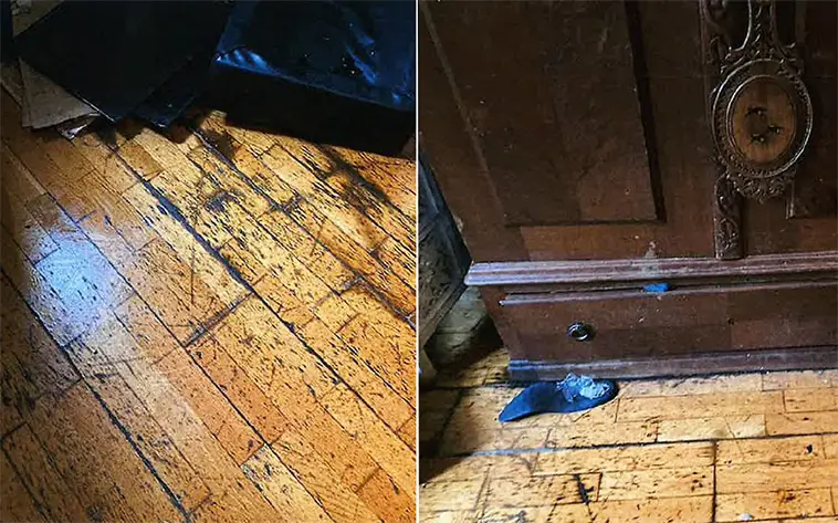 14 hundar levde i tvårummare – död valp hittades