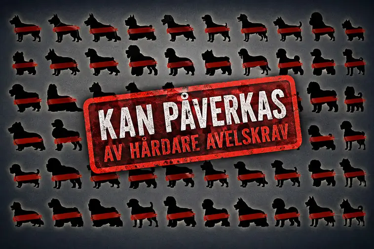 Prime Video inför reklam – betala extra för en annonsfri upplevelse
