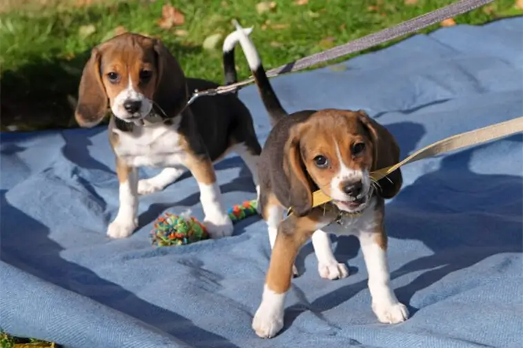 Genredigerade Beaglar kan ge hopp till hundallergiker