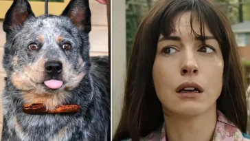 Anne Hathaway: ”Filmer där hundar dör borde vara barnförbjudna”