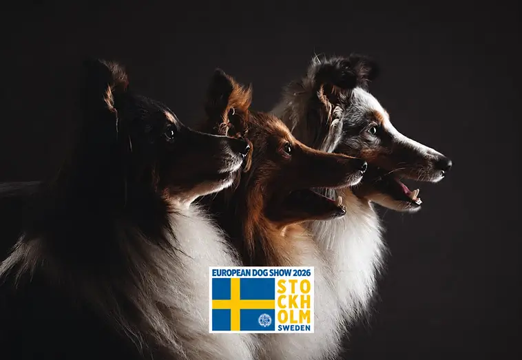 8 831 hundar intar Stockholm – största helgen på 18 år