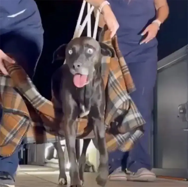 Förlamade hunden Luna lärde sig gå igen