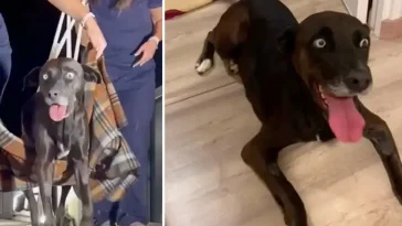 Förlamade hunden Luna lärde sig gå igen