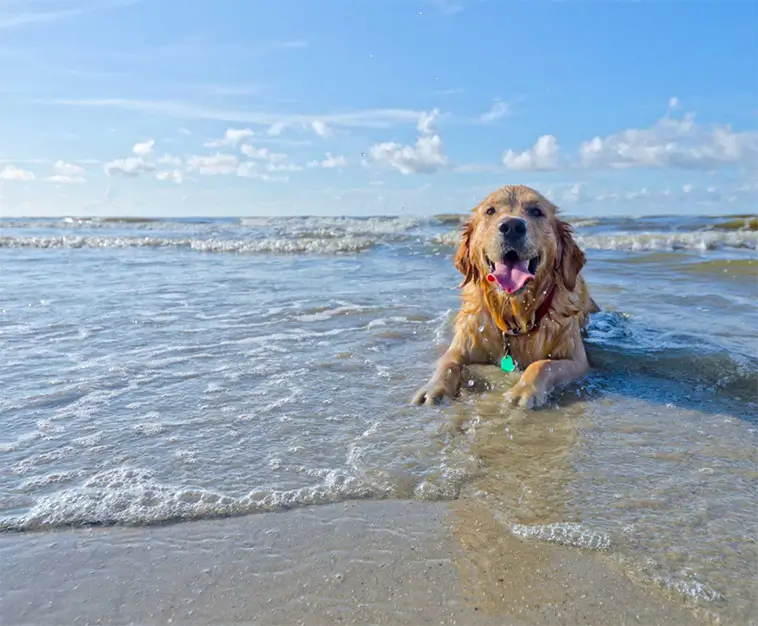 Här får hunden bada i Spanien – över 150 stränder