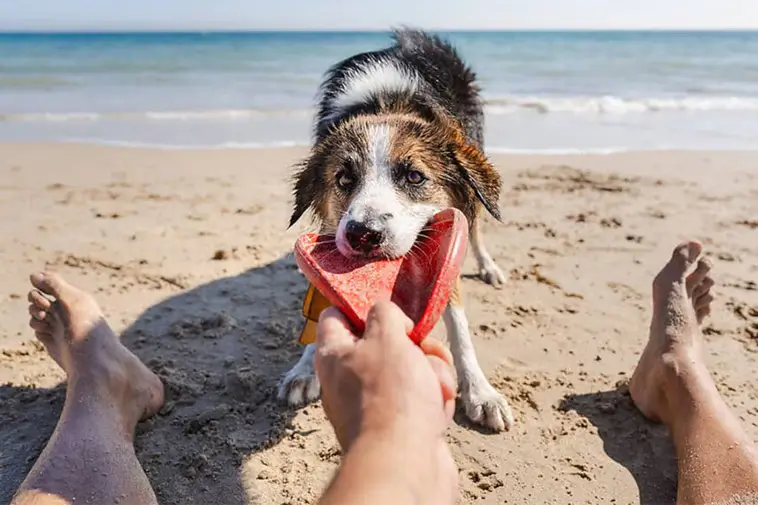 Här får hunden bada i Spanien – över 150 stränder