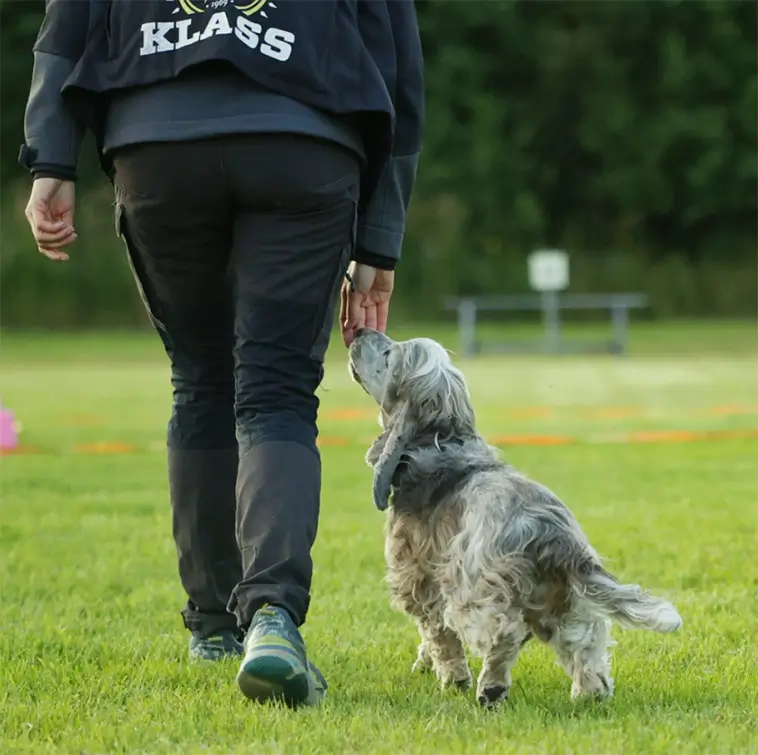 Månadens vovve: Sune – ID-hunden som hjälper djur hem