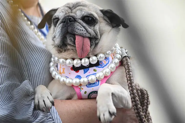 Räddades från slakt – nu är Jinny Lu utsedd till världens fulaste hund