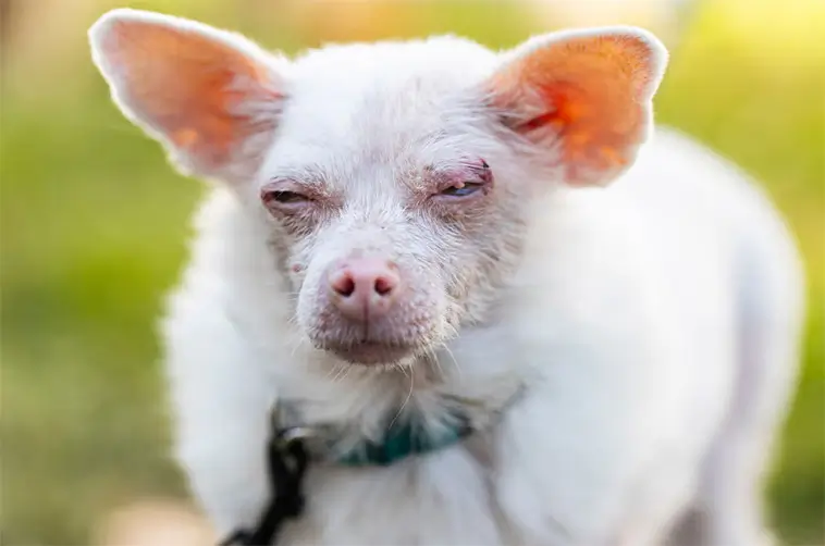 Räddades från slakt – nu är Jinny Lu utsedd till världens fulaste hund