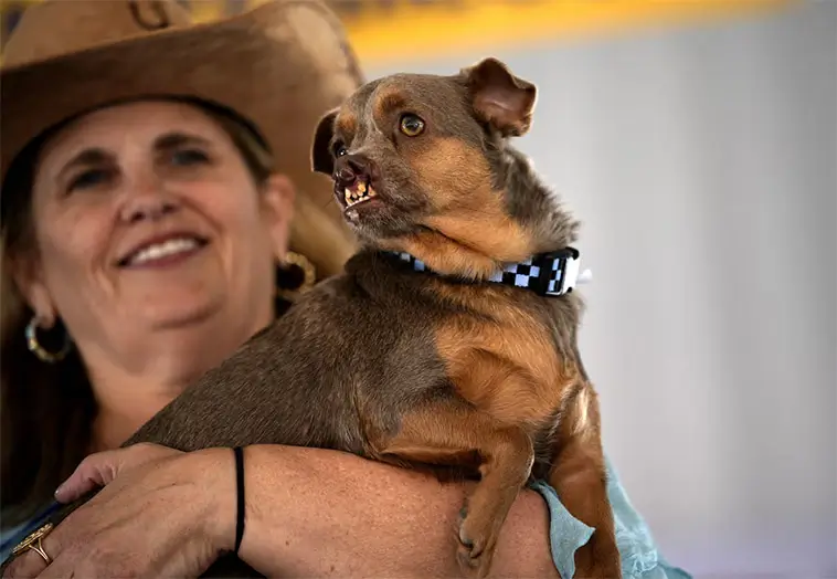 Räddades från slakt – nu är Jinny Lu utsedd till världens fulaste hund