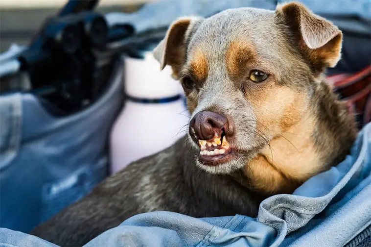 Räddades från slakt – nu är Jinny Lu utsedd till världens fulaste hund